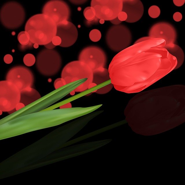 Free download Bokeh Black Background Flowers -  free illustration to be edited with GIMP free online image editor