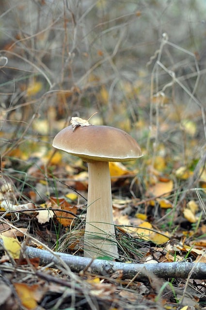 Free download boletus mushroom real autumn food free picture to be edited with GIMP free online image editor