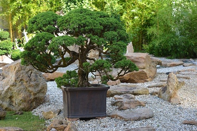 Free download Bonsai Japan Tree -  free photo or picture to be edited with GIMP online image editor