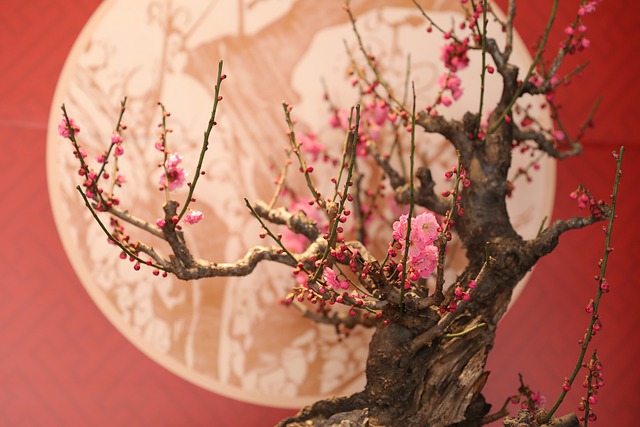 Free download bonsai plum blossom free picture to be edited with GIMP free online image editor