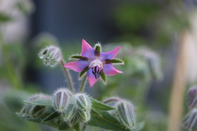 Free download Borage Blossom Bloom -  free photo or picture to be edited with GIMP online image editor