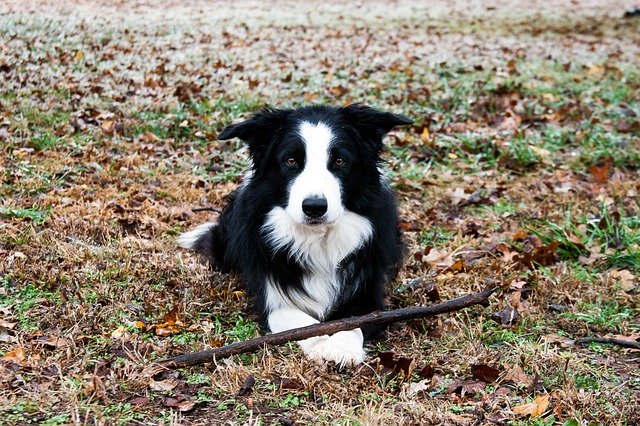 Free download Border Collie -  free photo or picture to be edited with GIMP online image editor