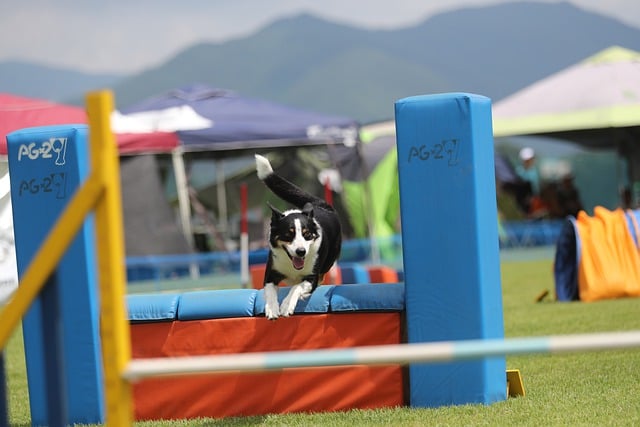 Free download border collie agility jump free picture to be edited with GIMP free online image editor