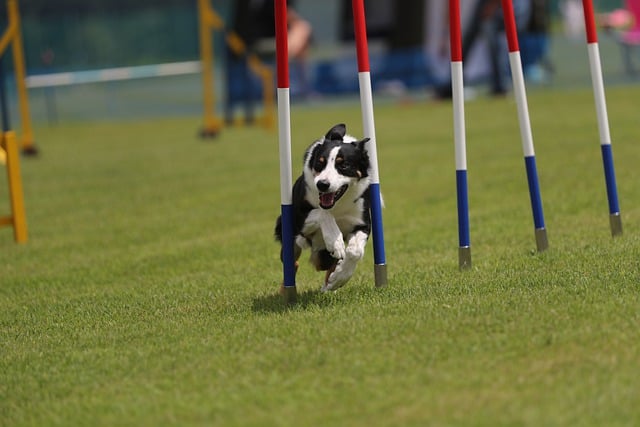 Free download border collie agility slalom free picture to be edited with GIMP free online image editor