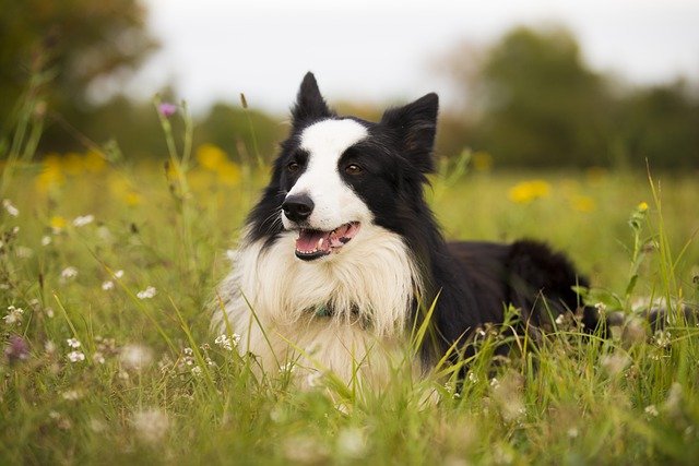 Free download border collie collie dog pet free picture to be edited with GIMP free online image editor