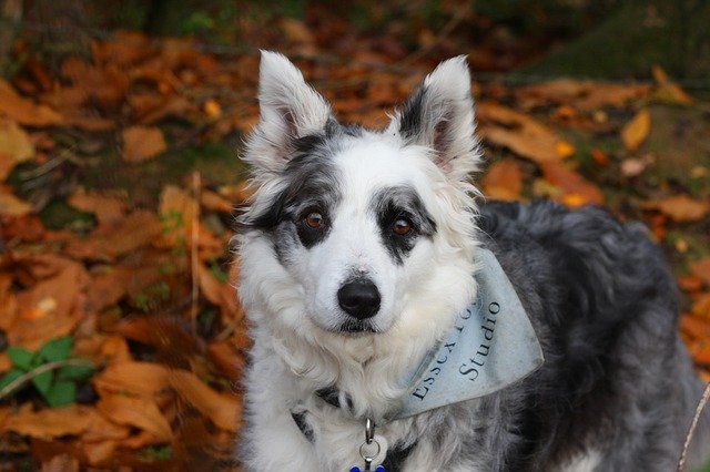 Free download Border Collie Dog Blue -  free photo or picture to be edited with GIMP online image editor