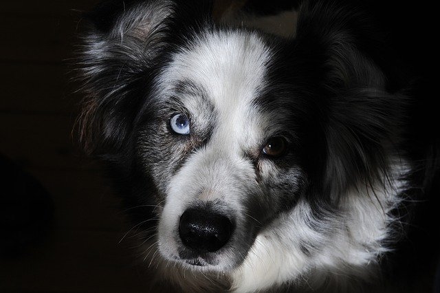 Free download Border Collie Dog Pet -  free photo or picture to be edited with GIMP online image editor