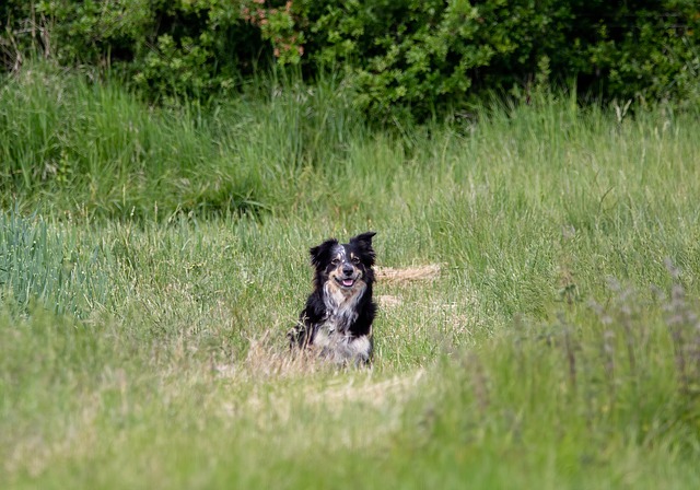 Free download border collie dog pet collie free picture to be edited with GIMP free online image editor