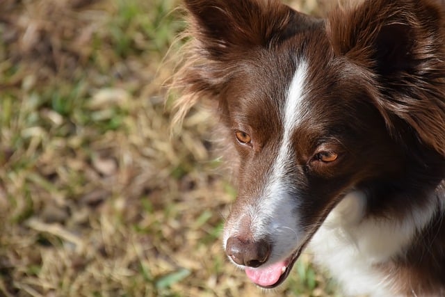 Free download border collie dog portrait pet free picture to be edited with GIMP free online image editor