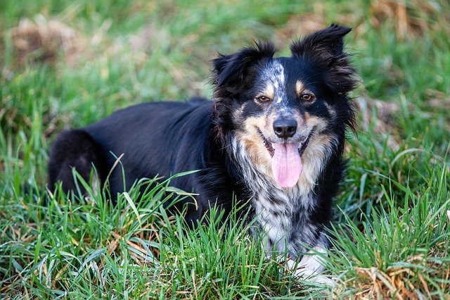 Free download Border Collie Dog Sheepdog -  free photo or picture to be edited with GIMP online image editor