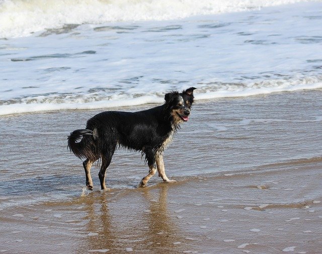 Free download Border Collie Sea Beach -  free photo or picture to be edited with GIMP online image editor