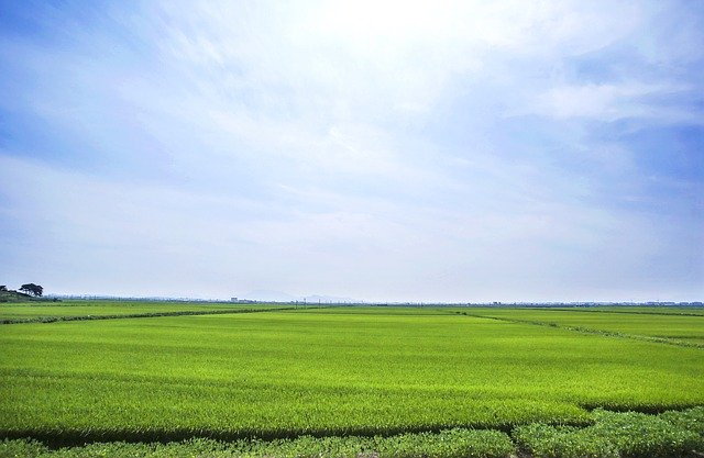 Free download Boreas Rice Paddies Landscape -  free photo or picture to be edited with GIMP online image editor