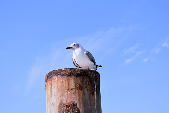 Free download Born Paracas Peru Seagull -  free photo or picture to be edited with GIMP online image editor