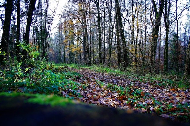 Free download Bosque Otoño Forest -  free photo or picture to be edited with GIMP online image editor