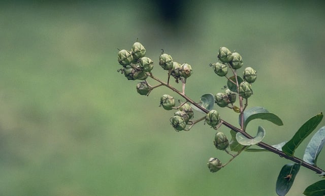 Free download botany branches growth macro free picture to be edited with GIMP free online image editor