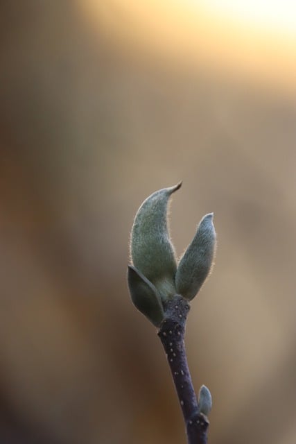 Free download botany earth magnolia blossom free picture to be edited with GIMP free online image editor