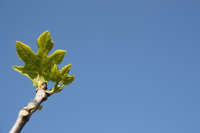 Tải xuống miễn phí Botany Nature Fig Tree - ảnh hoặc ảnh miễn phí được chỉnh sửa bằng trình chỉnh sửa ảnh trực tuyến GIMP