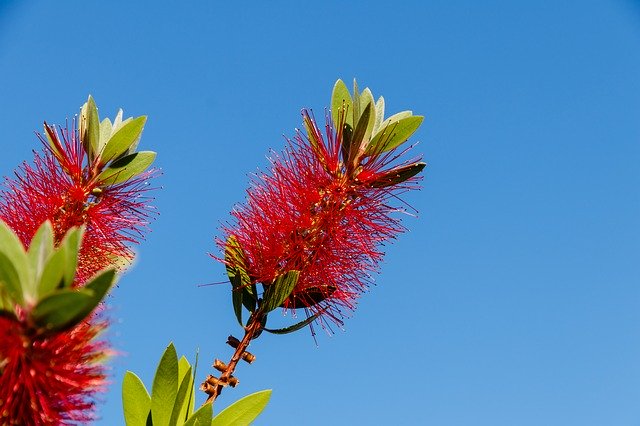 Free download Bottlebrush Plant Flower -  free photo or picture to be edited with GIMP online image editor