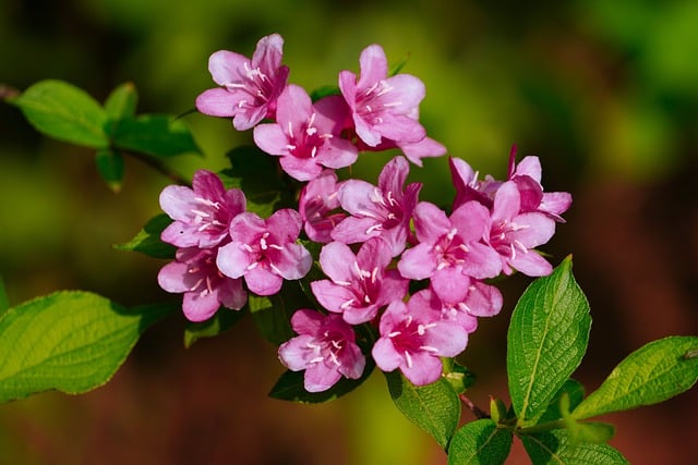 Free download bottle flower red flower plant free picture to be edited with GIMP free online image editor