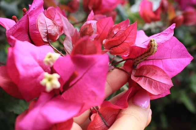 Free download Bougainvillea Asalia Worm -  free photo or picture to be edited with GIMP online image editor