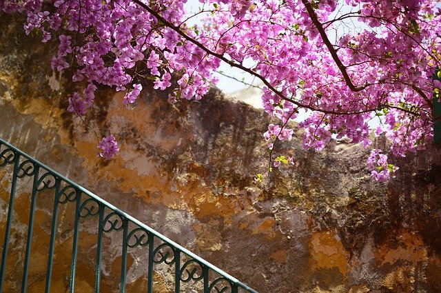 Free download bougainvillea blossoms free picture to be edited with GIMP free online image editor