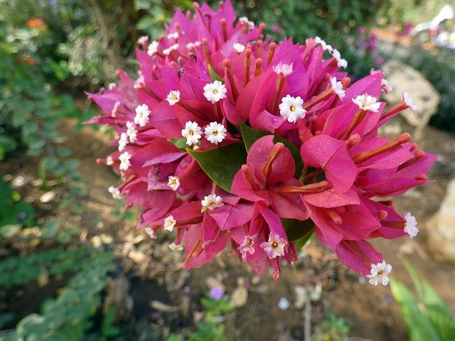 Free download Bougainvillea Bouquet Pink -  free photo or picture to be edited with GIMP online image editor