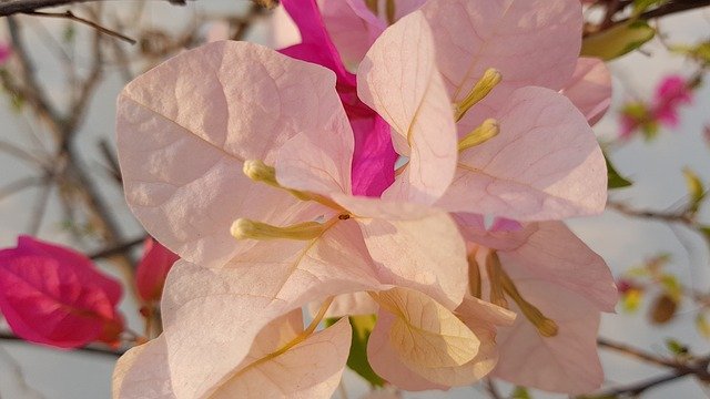 Free download Bougainvillea Flower Pink -  free photo or picture to be edited with GIMP online image editor