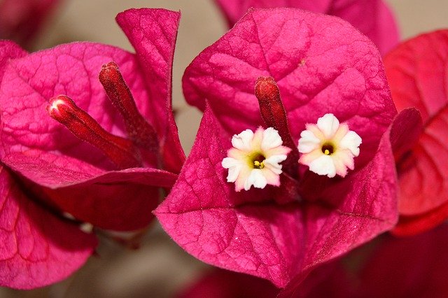 Free download Bougainvillea Flowers Pink -  free photo or picture to be edited with GIMP online image editor