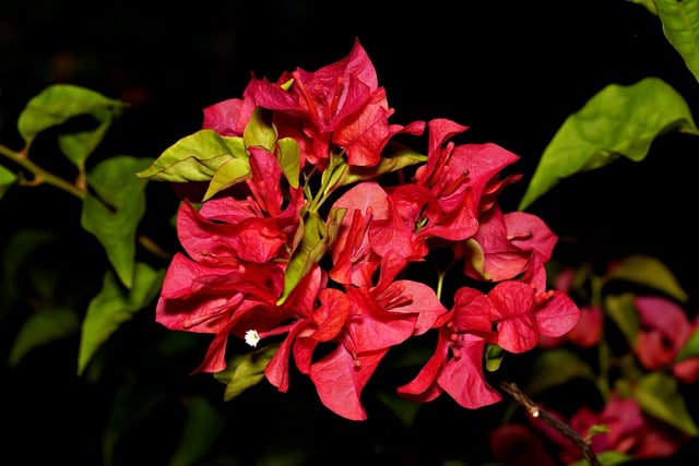 Free download bougainvillea flowers plant petals free picture to be edited with GIMP free online image editor