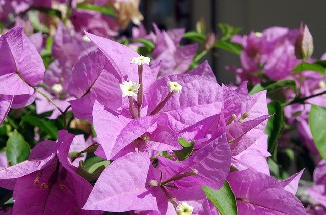 Free download Bougainvillea Flower Violet -  free photo or picture to be edited with GIMP online image editor