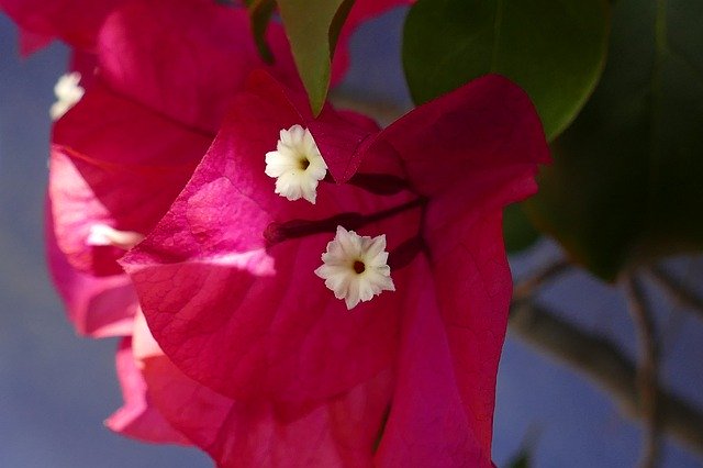 Free download Bougainvillea Nyctaginaceae Flower -  free photo or picture to be edited with GIMP online image editor