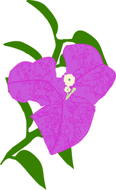 Free download Bougainville Flower Corrosa -  free illustration to be edited with GIMP free online image editor