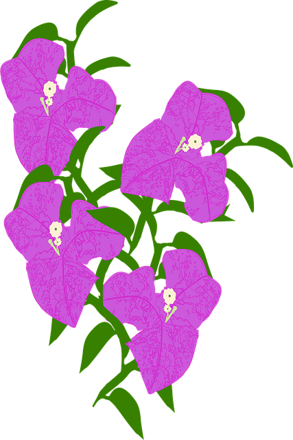 Free download Bougainville Flower Spring -  free illustration to be edited with GIMP free online image editor