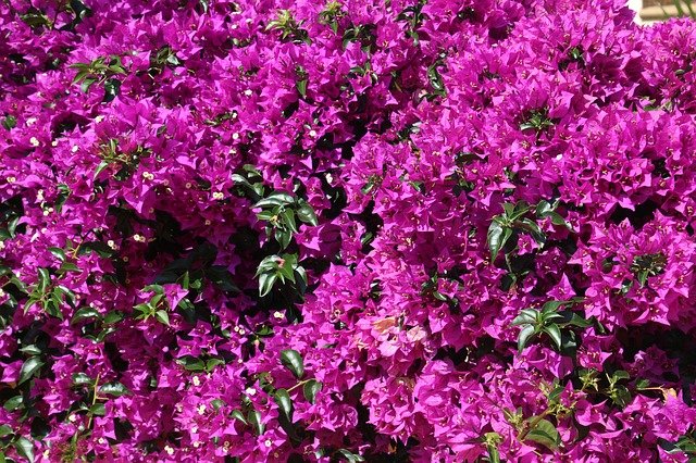 Free download bougainville purple bougainvillea free picture to be edited with GIMP free online image editor