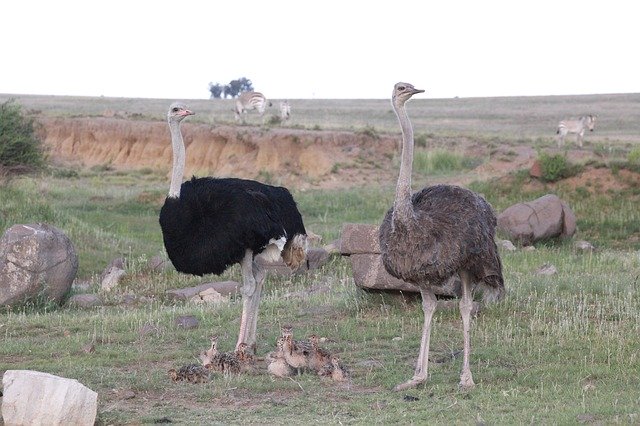 Free download Bouquet Ostriches Bird Flightless -  free photo or picture to be edited with GIMP online image editor