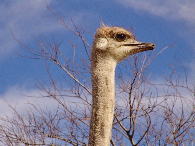 Free download Bouquet Ostrich Strauss -  free photo or picture to be edited with GIMP online image editor