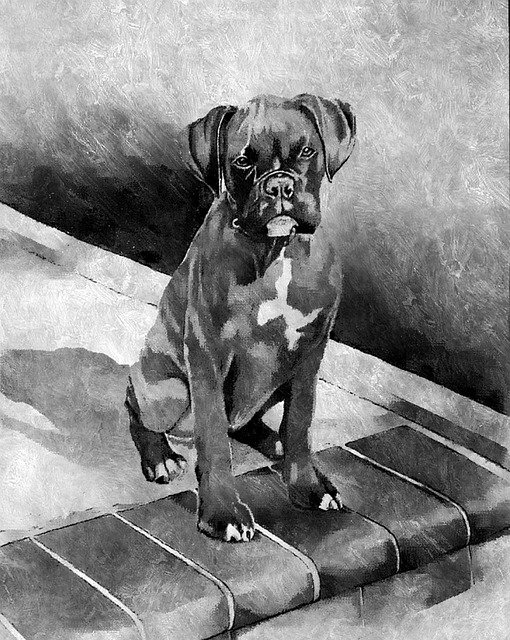 Free download Boxer Puppy Dog -  free illustration to be edited with GIMP free online image editor