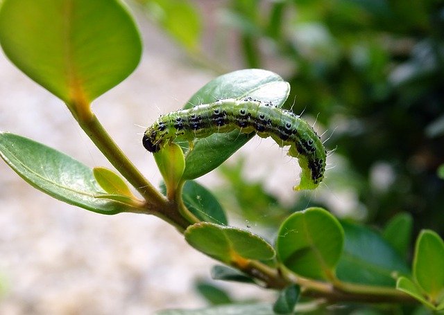 Free download Boxwood Borer Caterpillar Pest -  free photo or picture to be edited with GIMP online image editor