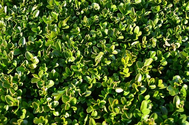 Free download Boxwood Foliage Evergreen -  free photo or picture to be edited with GIMP online image editor