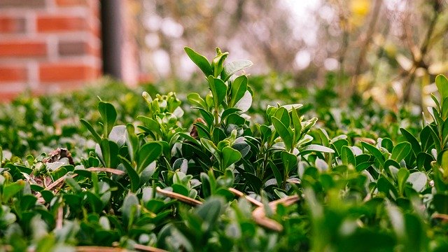 Free download Boxwood Nature Plant -  free photo or picture to be edited with GIMP online image editor