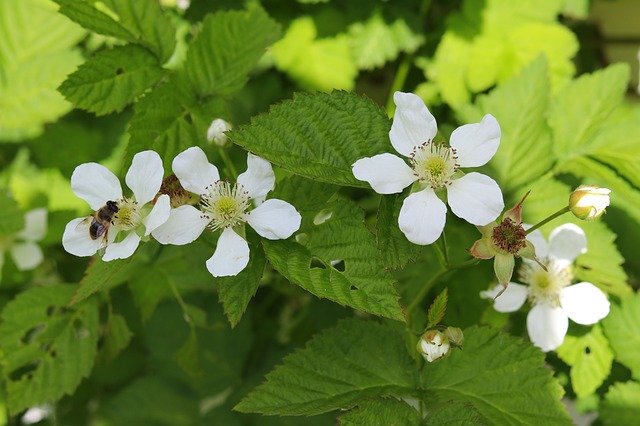 Free download Boysenberry Flower White -  free photo or picture to be edited with GIMP online image editor