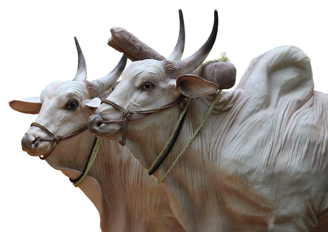 Free download brahma bovine sculptures cops free picture to be edited with GIMP free online image editor