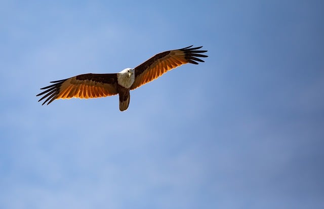 Free download brahminy kite bird animal kite free picture to be edited with GIMP free online image editor