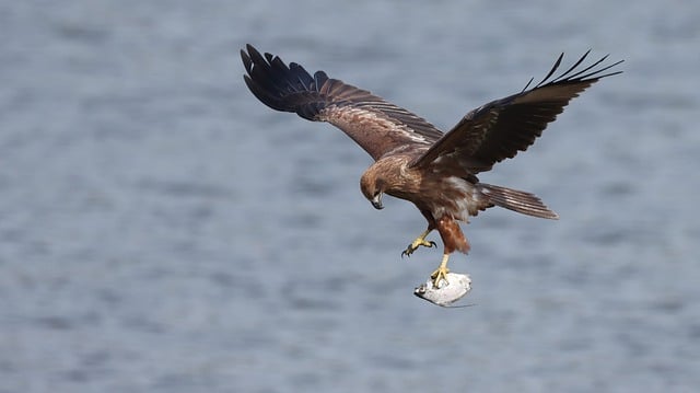 Free download brahminy kite kite bird with fish free picture to be edited with GIMP free online image editor