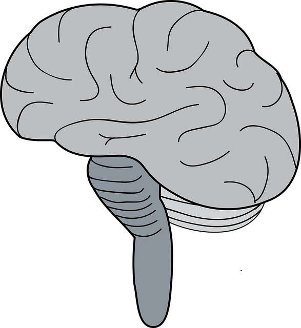 Free download Brain Cerebrum BrainstemFree vector graphic on Pixabay free illustration to be edited with GIMP online image editor