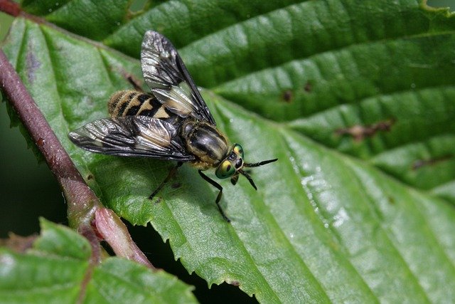 Free download brake species brake fly insect free picture to be edited with GIMP free online image editor