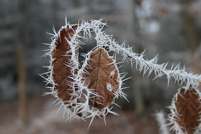 Free download branch autumn leaves ice needles free picture to be edited with GIMP free online image editor