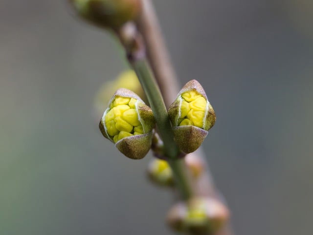 Free download Branch Bud Spring -  free photo or picture to be edited with GIMP online image editor