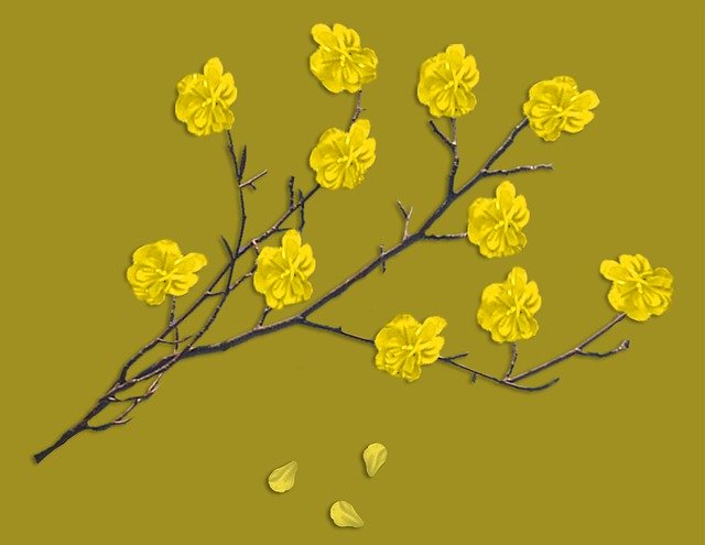 Free download Branches Branch Flowers Spring -  free illustration to be edited with GIMP free online image editor