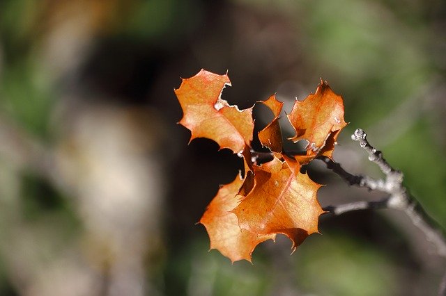 Free download Branches Brown Fall Colors Focus -  free photo or picture to be edited with GIMP online image editor